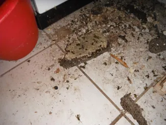 Vaddarazsak lakóépületbe költöztek