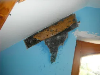 Vaddarázs minden mennyiségben...
