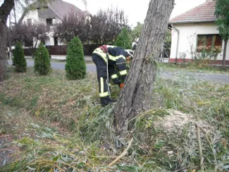 Fűzfa megdőlt