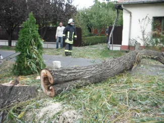 Fűzfa megdőlt