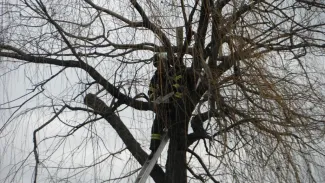 Fűzfa ágai telefonvezetékre szakadtak
