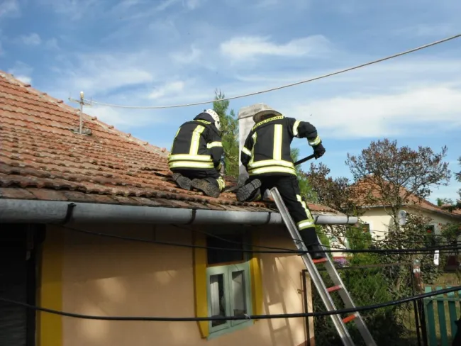 Vaddarazsak lakóépületbe költöztek